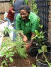 Frances planting