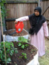 Watering plants