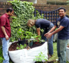 lansbury-gardeners2.jpg